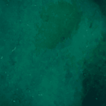 Forest green tile color